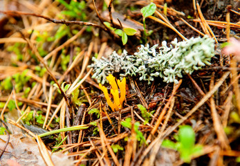  A rare edible mushroom deer horns, (Ramaria flava). Yellow mushroom. Close-up.