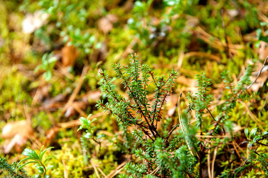 Branches of forest grass. Shiksha berry, (лат. Empetrum). Close-up.