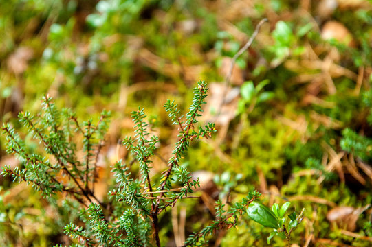 Branches of forest grass. Shiksha berry, (лат. Empetrum). Close-up.