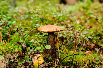 young edible mushroom boletus ,(лат. Leccinum). mushroom with a brown hat wet from the rain in the autumn forest.Close-up.