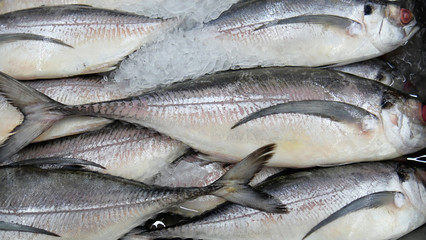 Sea bass fish on ice at Supermarket and department store, Ingredients for cooking, food concept. .