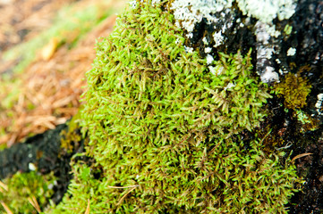 moss on a pine tree close-up. Natural background.