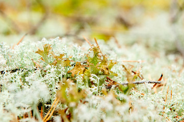 Lobaria lichen pulmonary in the autumn forest against the backdrop of the reindeer moss. Close-up,Selective focus