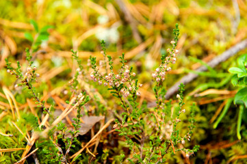 Bush of blooming heather in the autumn forest. Close-up.