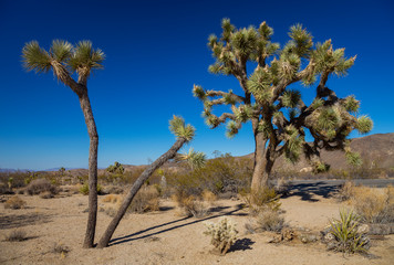 Fototapeta premium Joshua Trees beside Pinto Basin Road, Joshua Tree National Park, California, USA