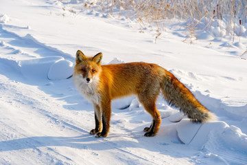 Naklejka premium Beautiful red fox in winter on a snowy background, wild animal in natural habitats, predator looks at the camera, long tail, squint, went on the road to beg 