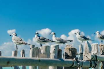 seagulls on old gray logs against a blue sky. Isla mujeres, mexico