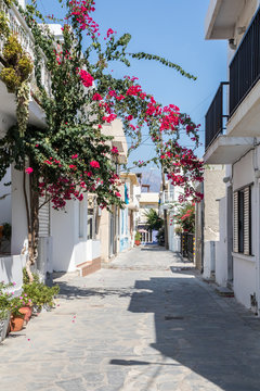Fototapeta Typical street with bougainvilleae