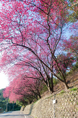 Obraz na płótnie Canvas A row of blooming cherry trees along the winding mountain road, Maokong Taipei, Taiwan.