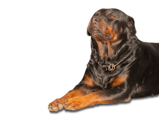 Rottweiler dogs that are fierce but cute and like to take pictures.