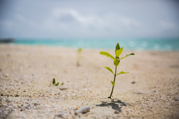 Maldives Luxury Resort