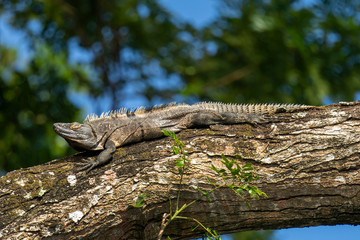 Fototapeta na wymiar Black spiny-tailed iguana (Ctenosaura similis) sunning in tree