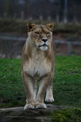 Fototapeta premium Lioness portrait