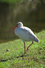 stork on green grass