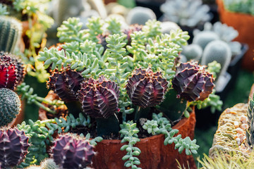 variety of succulents and cacti 