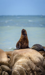 seal on beach