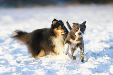 Adorable blue and white Border Collie puppy playing with an adult tricolor Sheltie dog running on a snow in winter