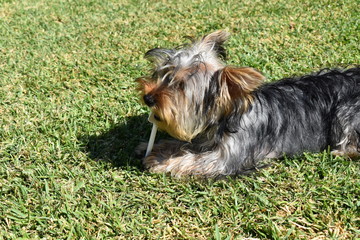 cachorro jugando con cuchara