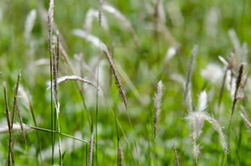 green grass in the wind in the park near the building