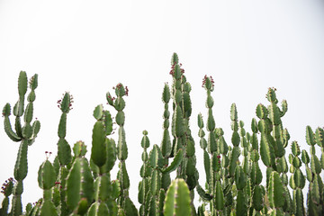 Cactus have small red flower blooming plain back ground