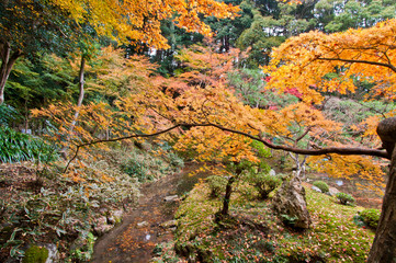 Obraz na płótnie Canvas The scenery of autumn leaves in Kyoto,Japan.