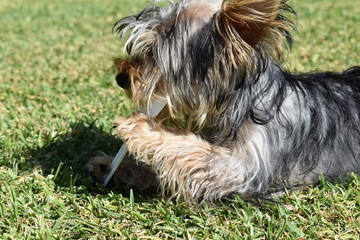 cachorro jugando con cuchara
