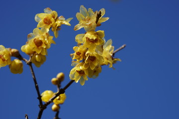青空を背景にロウバイの花が咲く