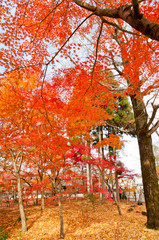 Fototapeta na wymiar The scenery of autumn leaves in Kyoto,Japan.