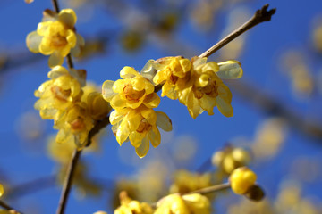 青空を背景にロウバイの花が咲く