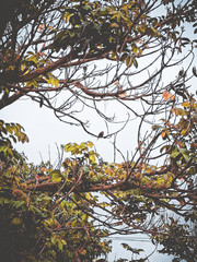 bird in a tree with green and yellow leaves with blue sky