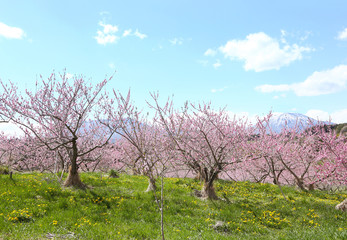 信州　丹霞郷の桃の花
