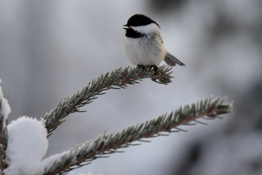 Snowy black-capped chickadee