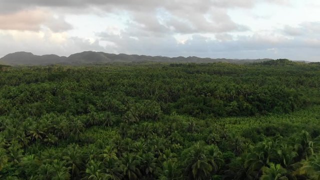 Flying straight over the jungle with many coconut trees in Asia by sunset. Beautiful green nature, in the background small hills and clouds in the sky. Tropical felling. Drone arial shot.