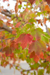 Maple Trees Seasonal Color Changes
