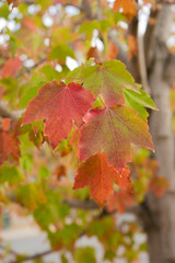 Maple Trees Seasonal Color Changes