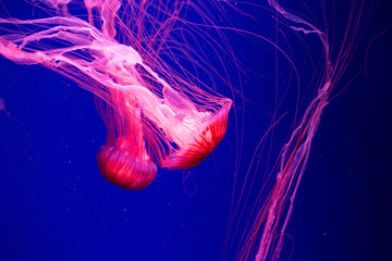 Colorful Jellyfish underwater. Jellyfish moving in water.