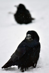 Frosty-faced ravens in the snow
