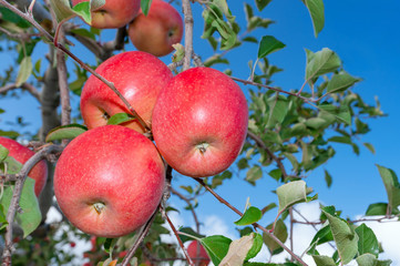 【青森津軽のりんご園】津軽の真っ赤なりんごは今収穫中