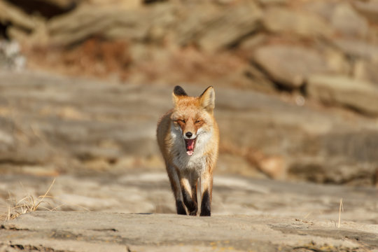 The fox fled in an attack right at you.