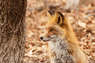 Portrait of a fox in a winter forest close-up in profile.