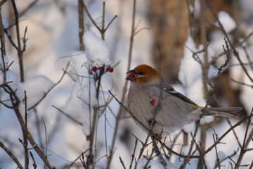 Pine grosbeak eating berries