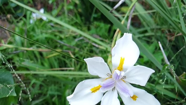 A wild iris with white flowers, japanese iris, african iris with a slow motion pan down to the evergreen foilage and green grass