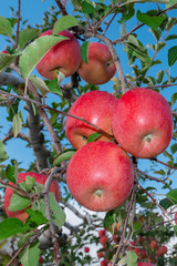 【青森津軽のりんご園】津軽の真っ赤なりんごは今収穫中