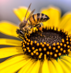 bee on yellow flower
