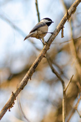 bird on a branch