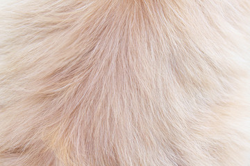 Persian fur cat light brown texture abstract for background , Natural animal pelt soft smooth patterns skin