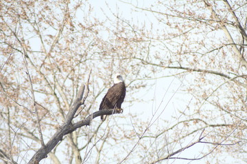 North american Bald Eagle 2020 I 