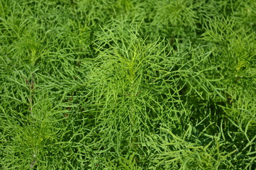 Green flower bush In the middle of the nature park