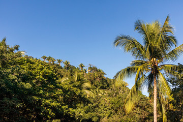 Fototapeta na wymiar Beautiful tropical landscape with palm trees. Yelapa, Jalisco, Mexico.