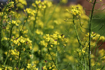 Bee on blooming canola flowers fields. black mustard flower.
